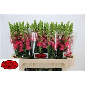 Antir Poto Rose