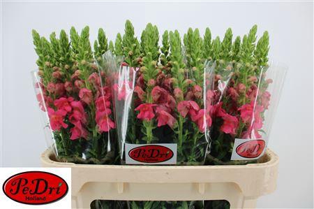 <h4>Antir Poto Rose</h4>