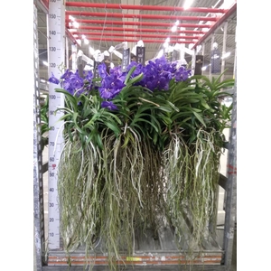 Vanda hybrids