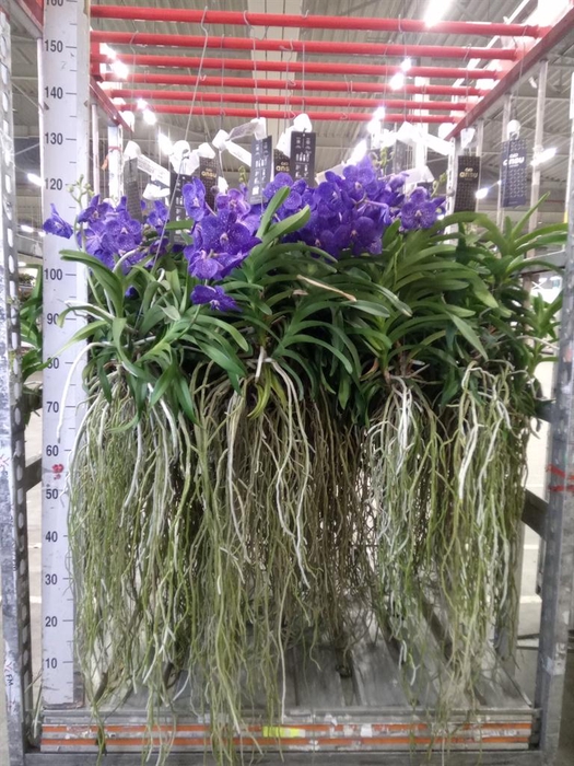 <h4>Vanda hybrids</h4>