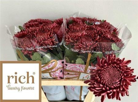 <h4>Chr G Bigoudi Red</h4>