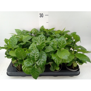 Coffea arabica