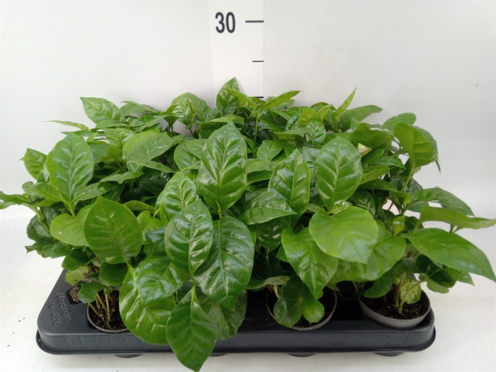 <h4>Coffea arabica</h4>