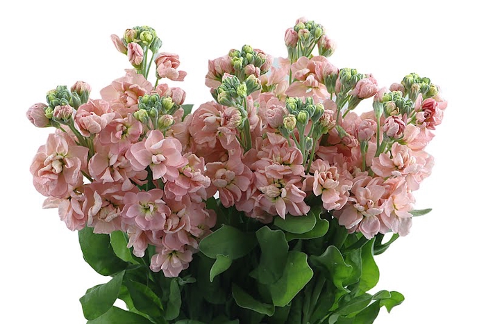 <h4>Matthiola Stox Champagne</h4>