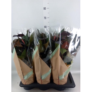 Anthurium andr. 'Beauty Black'