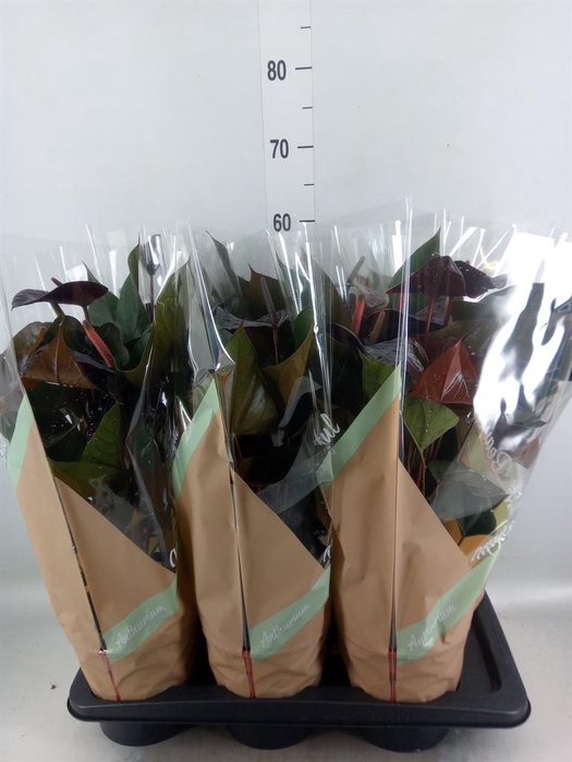 <h4>Anthurium andr. 'Beauty Black'</h4>