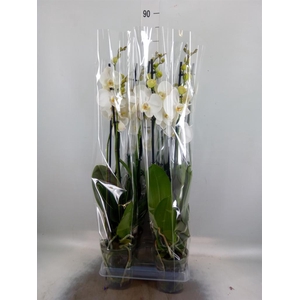 Phalaenopsis 'Ural'