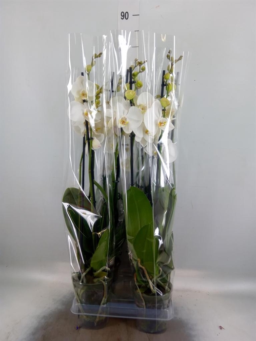 <h4>Phalaenopsis 'Ural'</h4>