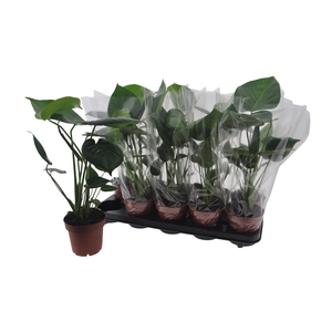 MONSTERA DELICIOSA