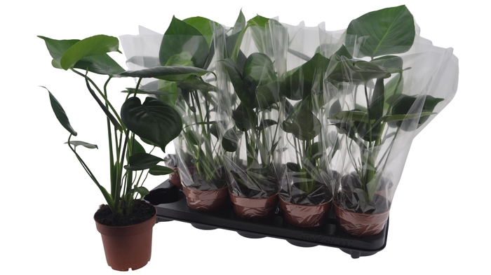 <h4>MONSTERA DELICIOSA</h4>