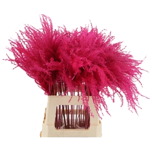 Dried miscanthus paint cerise