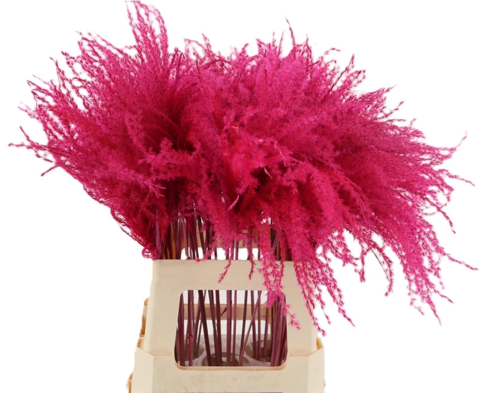 <h4>Dried miscanthus paint cerise</h4>