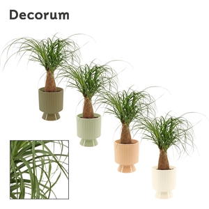 Beaucarnea Recht 12 cm in Marly (Silent moods-collection)