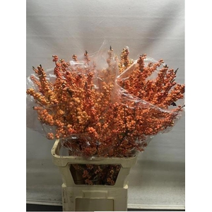 ILEX VE WINTER GOLD
