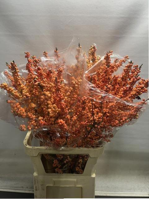 <h4>ILEX VE WINTER GOLD</h4>