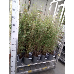 Fargesia nitida 'Volcano'