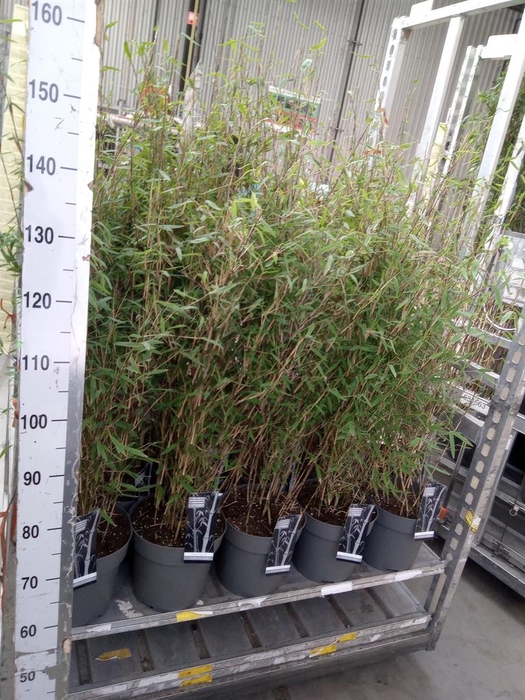 <h4>Fargesia nitida 'Volcano'</h4>