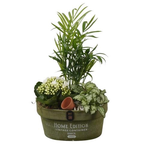 <h4>PTIB5264 Arrangementen kamerplanten</h4>