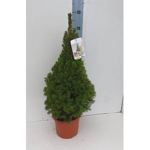 PICEA GL CONICA