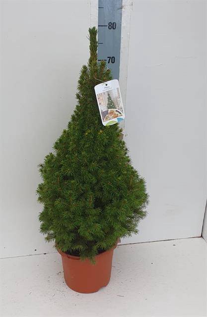 <h4>PICEA GL CONICA</h4>