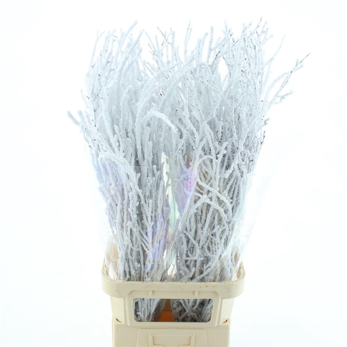 <h4>Berk Sneeuw 120cm (10 Stem P Bunch)</h4>