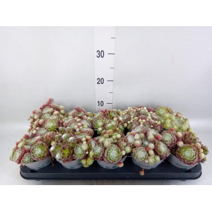 Sempervivum   ...