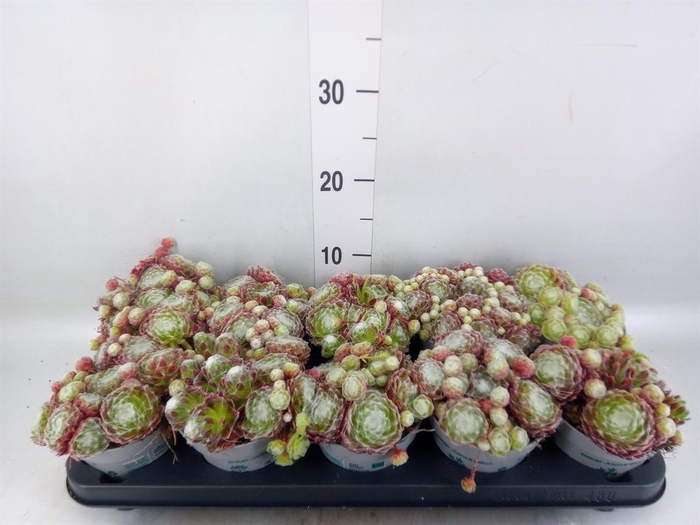 <h4>Sempervivum   ...</h4>