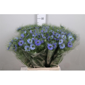 Nige D Deep Sea Blue