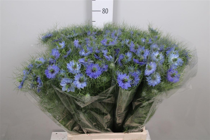 <h4>Nigella D Deep Sea Blue</h4>