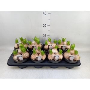 Hyacinthus orie. 'Pearl White'