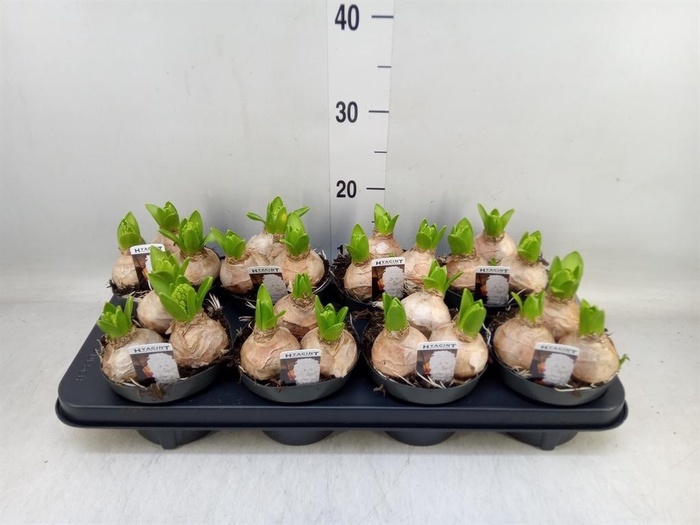 <h4>Hyacinthus orie. 'Pearl White'</h4>