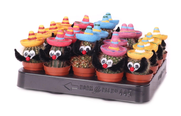 <h4>Cactus Mexicaan 5,5 cm</h4>