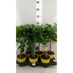 Citrus meyeri 'Meyer'