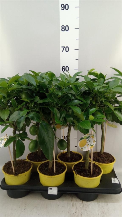 <h4>Citrus meyeri 'Meyer'</h4>