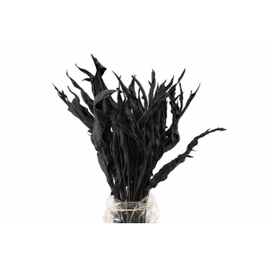 Dried Strelitziablad Zwart P Stem
