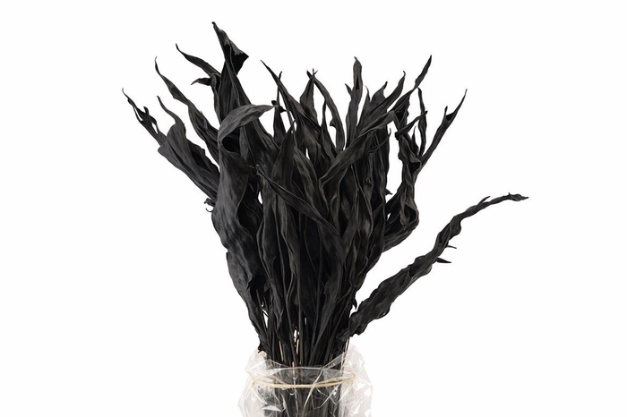 <h4>Dried Strelitziablad Zwart P Stem</h4>