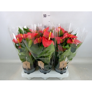 Anthurium andr. 'Esudo'