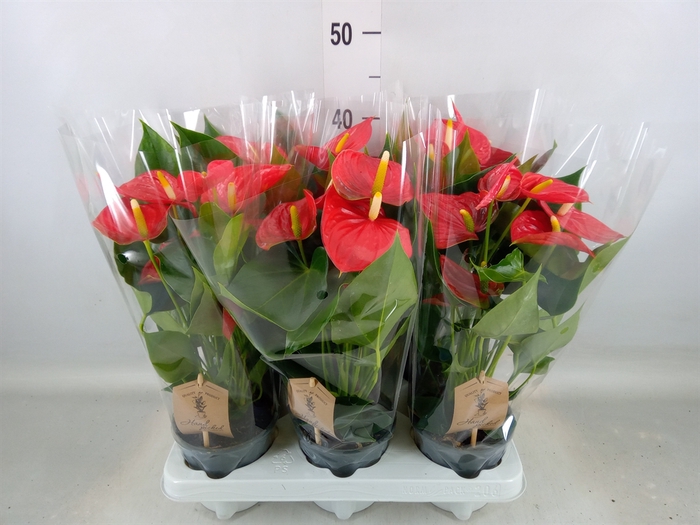 <h4>Anthurium andr. 'Esudo'</h4>