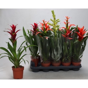 BROMELIA GEM