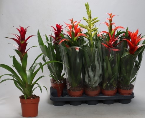 <h4>BROMELIA GEM</h4>