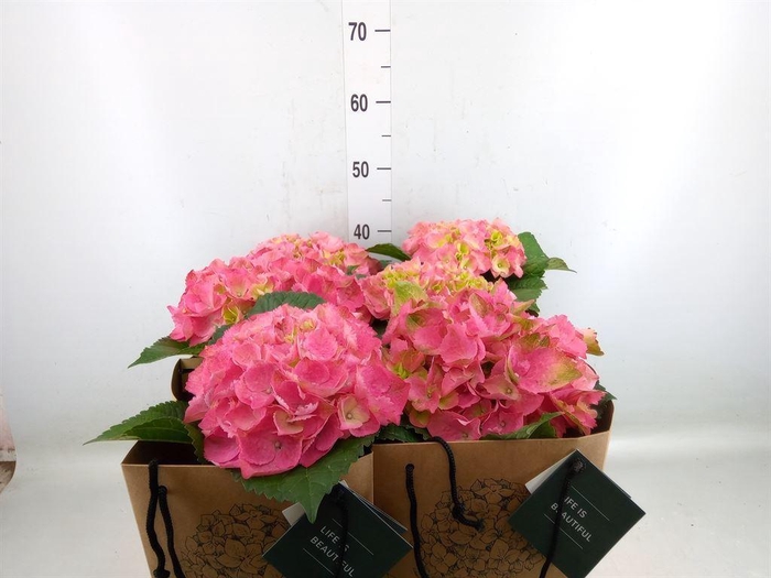<h4>Hydrangea mac.   ...</h4>