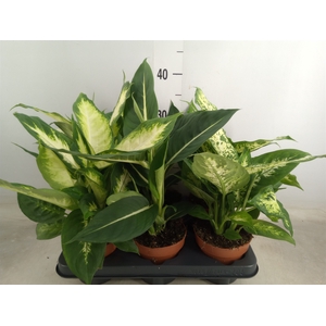Dieffenbachia   ...mix