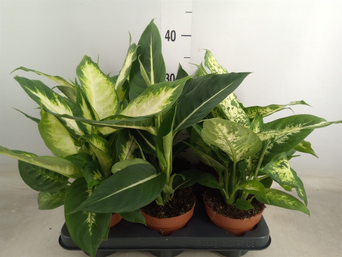 <h4>Dieffenbachia   ...mix</h4>