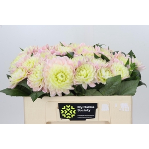 Dahlia Dianas Memory