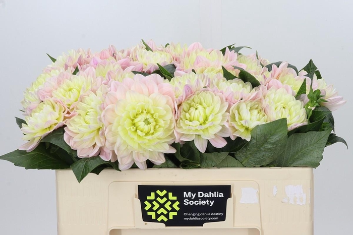 <h4>Dahlia Dianas Memory</h4>