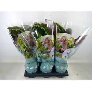 Calathea  'Medallion'