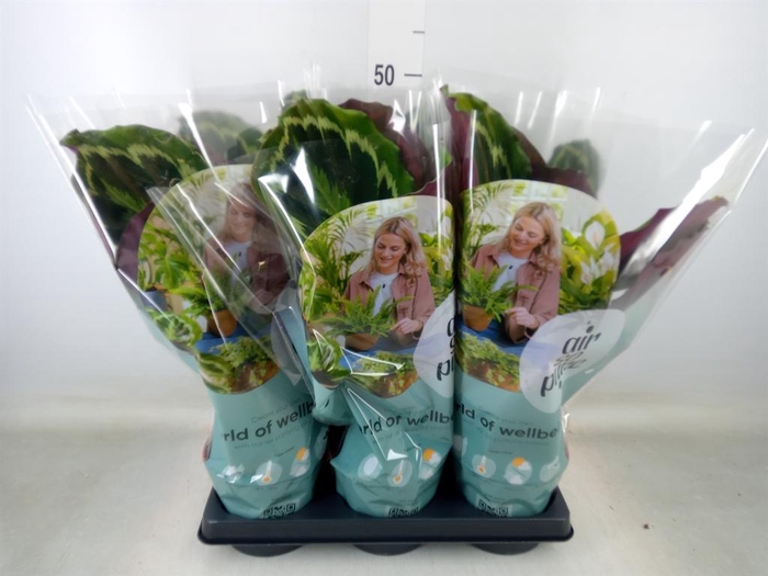 <h4>Calathea 'Medallion'</h4>