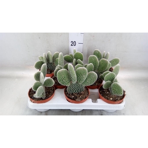 Opuntia microdasys 'Albispina'