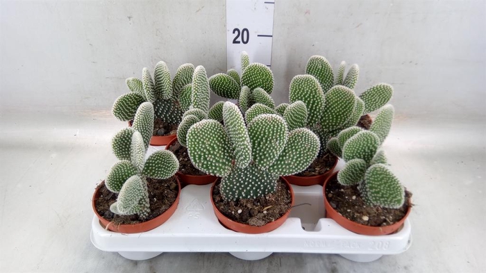 <h4>Opuntia microdasys 'Albispina'</h4>
