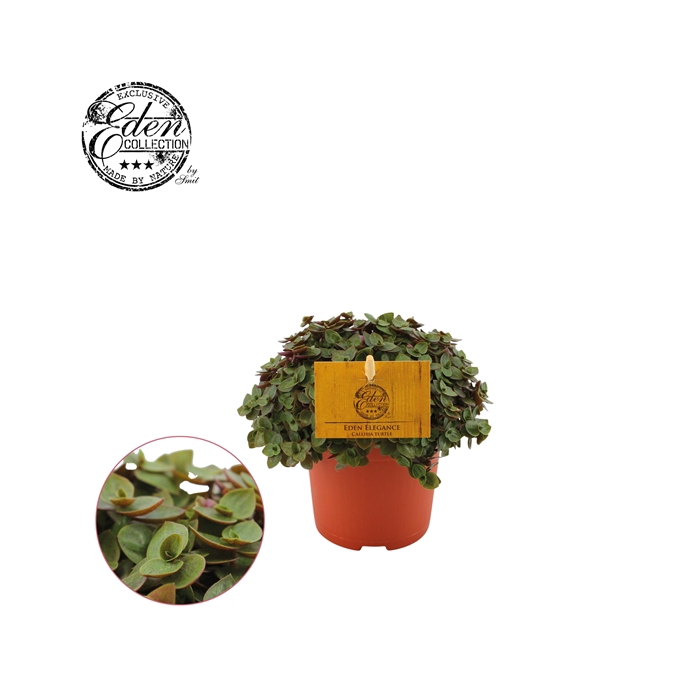 <h4>Callisia Turtle 10,5cm</h4>